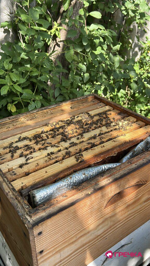 вулики загибель бджіл Кіровоградщина 2