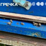 На Кіровоградщині загинули 800 бджолосімей і корова