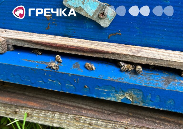 На Кіровоградщині загинули 800 бджолосімей і корова