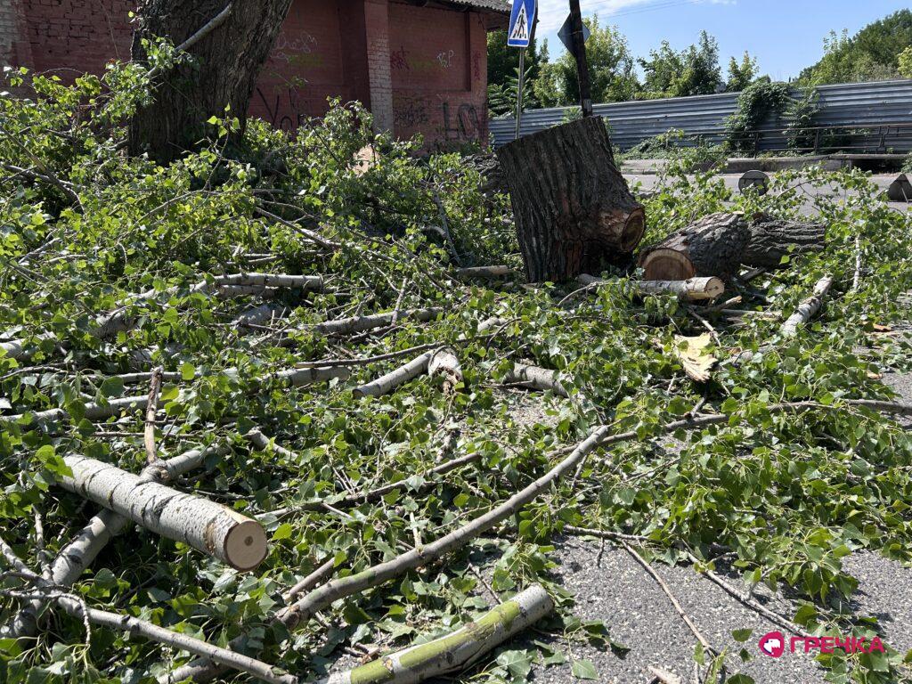 У Кропивницькому на вулиці Арсенія Тарковського спиляли тополю 2