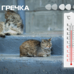 Як допомогти безпритульним тваринам вижити у спеку