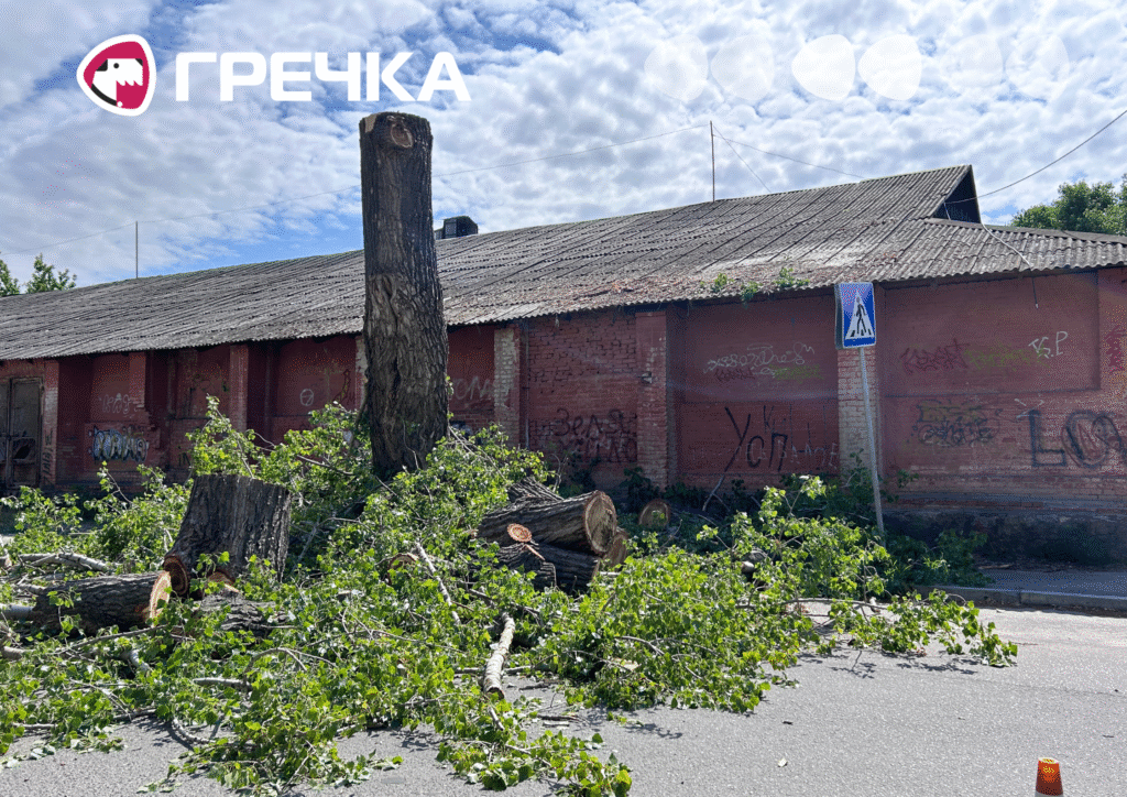 У Кропивницькому на Тарковського спиляли тополю
